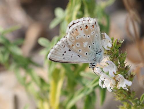 Réf. 217 417 : Polyommatus coridon